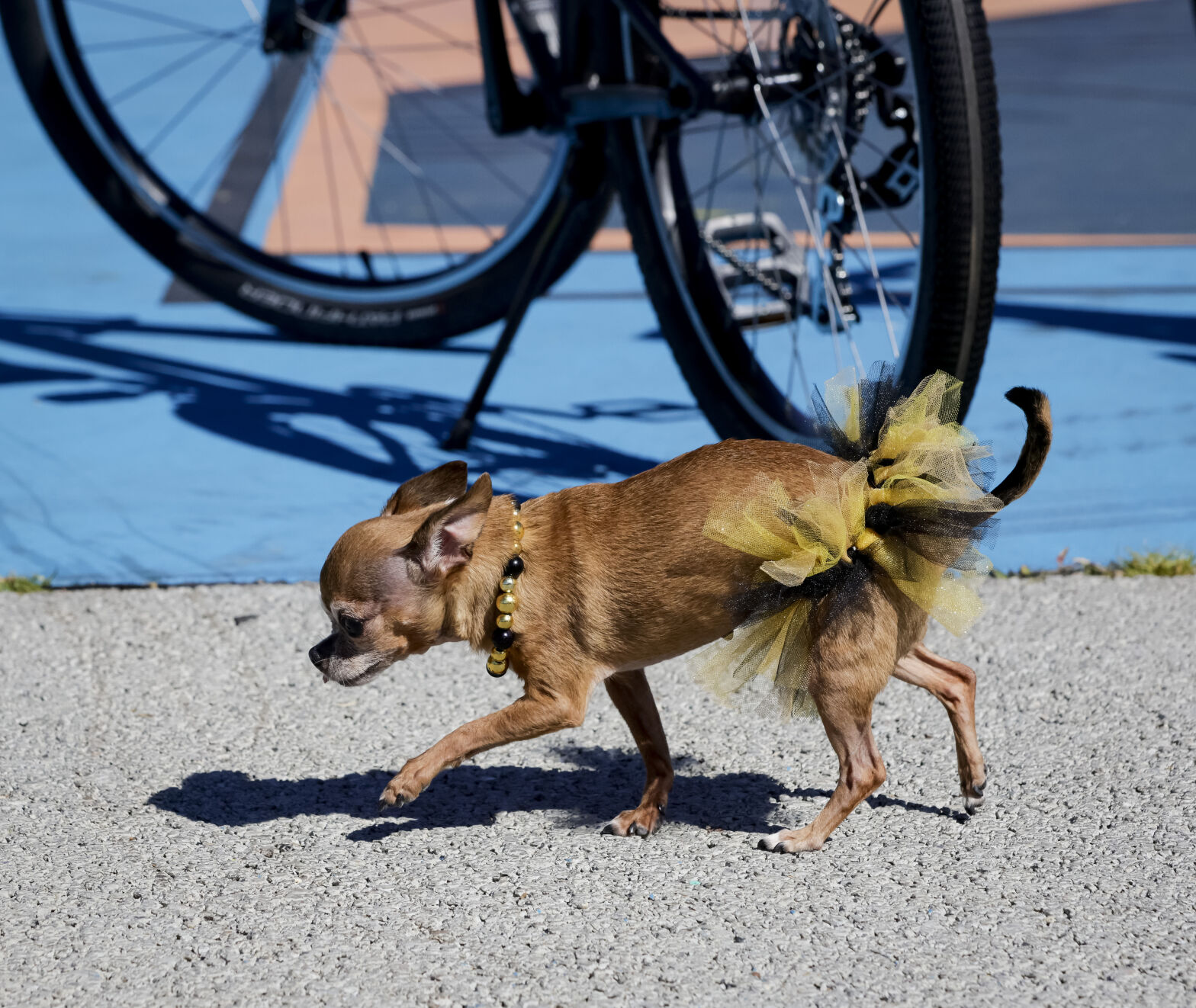 NO.bikefest.110623.08.jpg